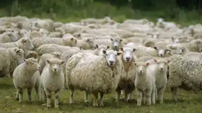 Cazaron a cuatro personas tras faenar 14 corderos en una estancia de Chubut: la millonaria multa que deberán pagar
