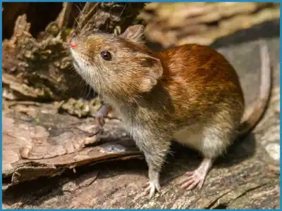 Alerta por hantavirus en Salta: 19 infectados y 6 fallecidos en lo que va del año