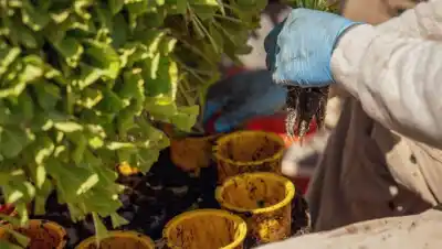 Agosto, el mes perfecto para armar tu propia huerta en el balcón: qué verduras crecen en macetas