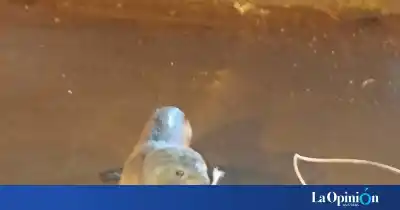 Se escondió debajo de un auto en la costanera: el insólito rescate de un lobo marino en Río Gallegos