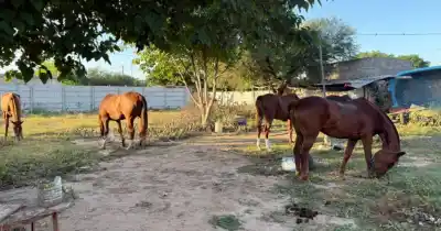 Robaron caballos de polo valuados en una fortuna y el rastro terminó en un lugar escalofriante