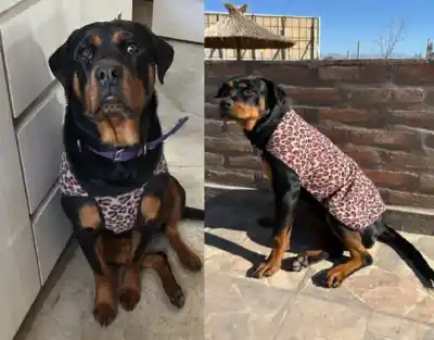 Desesperada búsqueda en Pocito: desapareció Lola, una cachorra rottweiler de 9 meses