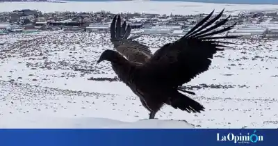 Volvió a volar: liberaron en El Calafate a la cría de cóndor andino rescatada en la ruta