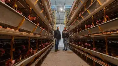 La avícola que produce 180.000 huevos por día llega al Mercado Concentrador de Santa Rosa