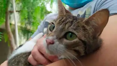 Desesperada búsqueda en el barrio Jorge Newbery: ofrecen recompensa por una gatita perdida