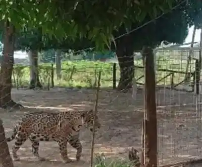 Un yaguareté se paseó por el patio de una casa en Saladas y no es la primera vez que lo ven