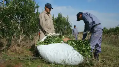 Reunión clave en Misiones: productores yerbateros avanzan con proyecto de emergencia y alertan sobre una crisis "caótica"