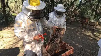 Alerta en el campo: refuerzan la vigilancia para que no entre un escarabajo que amenaza a las abejas