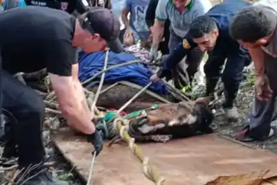 Minutos de terror: el dramático rescate de un caballo que cayó a un arroyo en Paraná