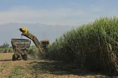 El dulce avance de la zafra: ya se molieron más de 6,3 millones de toneladas de caña en Tucumán