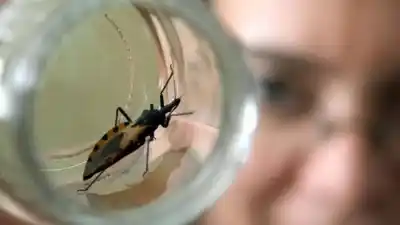 El plan secreto de Salud y Educación para combatir el Chagas en las escuelas de San Juan