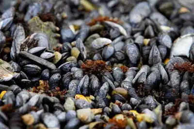 Nuevo método para cultivar mejillones: capacitarán en Tolhuin y buscan ampliar la producción en la costa atlántica