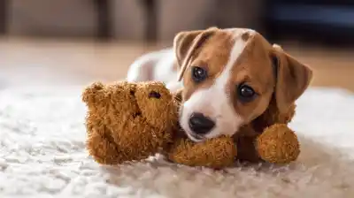 El error que cometen los dueños de perros y que puede terminar con tu casa destruida