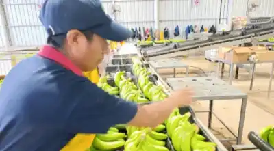 Salta y Jujuy desafían a Nación: mantienen los controles fitosanitarios en la producción bananera