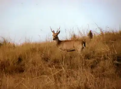 El plan para salvar al venado de las pampas que podría cambiar las reglas en La Pampa
