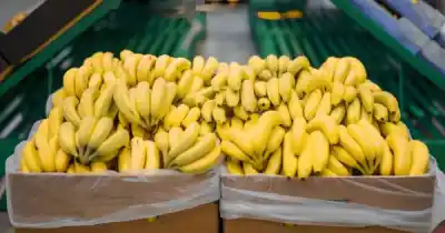 Alerta en Salta: piden frenar por 90 días el ingreso de bananas importadas y no es solo por la economía