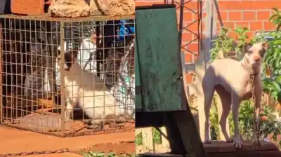 Escándalo en Itaembé Guazú: denuncian a una mujer por encerrar y torturar animales en su casa