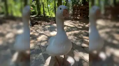 El misterio de “Gansi”: un ganso que desapareció sin dejar rastro en Eldorado