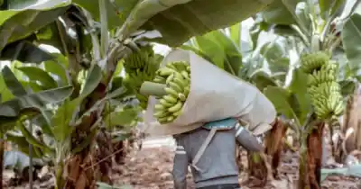 Salta y Jujuy se plantan ante Nación y financiarán sus propios controles para frenar el ingreso de bananas con plagas
