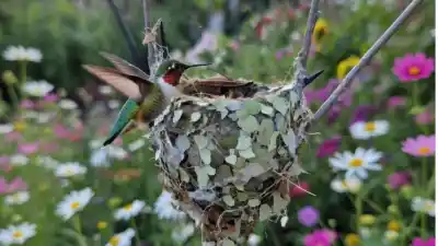 Un nido de colibrí en tu jardín: la señal que pocos entienden y que revela algo increíble sobre tu casa