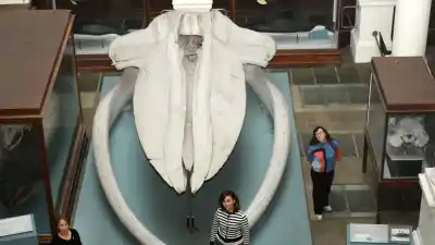 El secreto de 50 millones de años que los científicos argentinos acaban de revelar sobre las ballenas