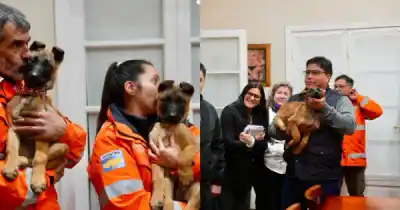 Santa Cruz suma cuatro cachorros Pastor Belga Malinois para rescates y operativos