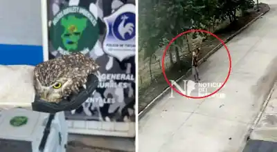 Búho herido en Aguilares: la impactante denuncia que apunta a menores y las cámaras que lo grabaron