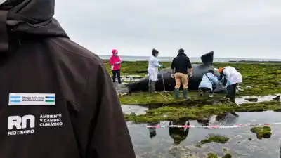 Apareció una cría de ballena muerta en Las Grutas y un equipo científico busca respuestas