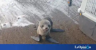 El lobito marino que se refugió bajo un auto en Río Gallegos volvió al mar: la historia del rescate