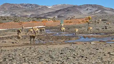 El secreto de las vicuñas para sobrevivir al frío extremo de la Puna