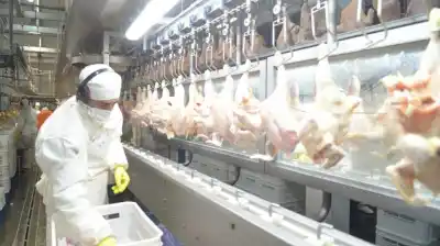 El Reino Unido volvió a abrir sus puertas a la carne aviar argentina: ¿qué cambió?
