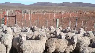 Alerta en la Patagonia: el SENASA refuerza la lucha contra la sarna ovina y revela el secreto para evitar su avance