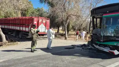 Un colectivo de la Red Tulum chocó de frente contra un camión con chanchos y dejó heridos