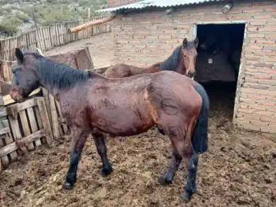 Robo de caballos en Roca: la Brigada Rural encontró 4 animales, pero el quinto apareció muerto