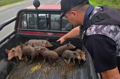 Operativo en Leales: interceptan camioneta con carga sospechosa y el hallazgo sorprende a los agentes