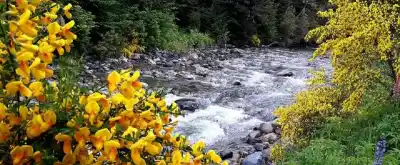 El sendero oculto de Villa La Angostura: bosques nativos y un río que desemboca en el lago Nahuel Huapi