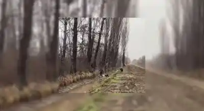 Un vecino le soltó sus pitbull y lo golpeó con una escopeta: la desgarradora historia del perro sordo