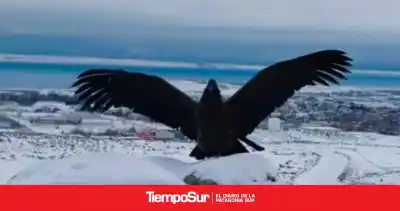 El rescate de Huella: la joven cóndor que quedó atrapada por la nieve en Santa Cruz