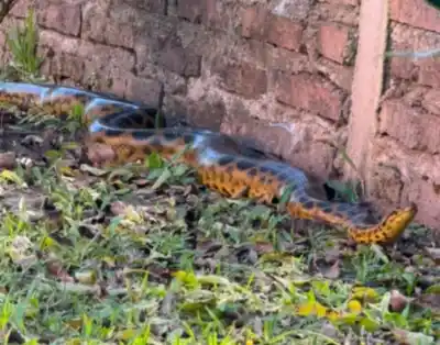 Hallazgo inesperado en Margarita Belén: una Boa Curiyú apareció en el patio de una casa