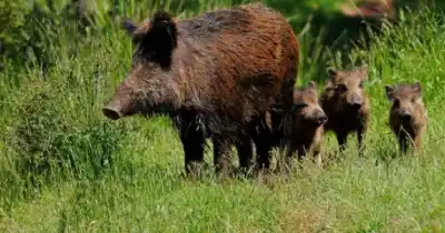 El jabalí avanza sin freno en Mendoza: qué hay detrás de la amenaza que preocupa a productores del Valle de Uco