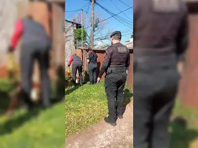 Una yarará crucera apareció en el patio de una casa en Posadas y el operativo sorprendió a todos