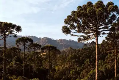 Posadas se prepara para el V Seminario Binacional de la Araucaria: ¿qué se viene en 2027?