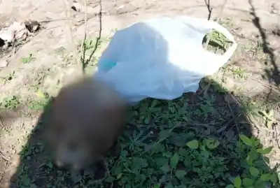 Hallazgo macabro en Quitilipi: un cráneo cerca del basural y un misterio que crece
