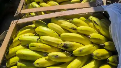 El nuevo blindaje sanitario de Jujuy para la banana: qué exigencias deberán cumplir los importadores