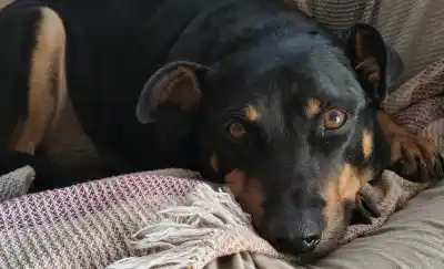 Adoptó a un perro en la calle y ahora lucha contra el cáncer: la desesperada colecta para salvarle la vida