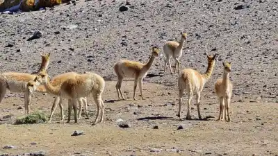 Nevadas extremas en la Puna: así asisten a las vicuñas para que no mueran de frío