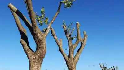 El alarmante error de poda que está matando los árboles en San Martín
