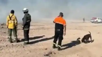 El Zonda arrasó Mendoza: más de 50 incendios y un herido en Guaymallén