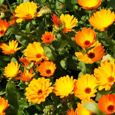 Agosto: el mes ideal para sembrar estas flores y transformar tu jardín