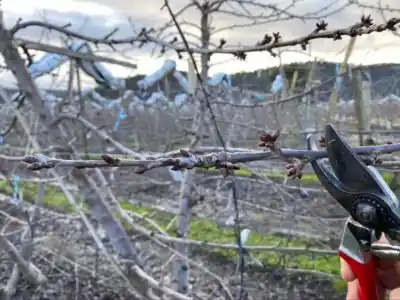 El misterio de las lluvias en los frutales: qué recomienda el INTA para evitar pérdidas